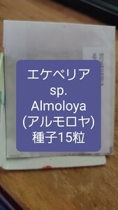 エケベリア　sp., Almoloya 種子15粒