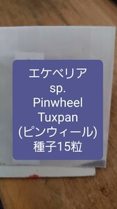 エケベリア　sp. Pinwheel, Tuxpan ピンウィール　種子15粒