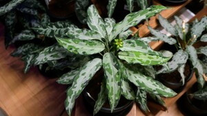 アグラオネマ ピクタム 　Endor　エンドア LA便　ネームド株　増殖　Aglaonema pictum　実生オマケ付