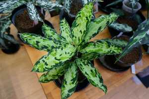 アグラオネマ ピクタム オルメカ シボルガ IDY1018-4a 　 増殖株　Aglaonema pictum