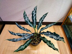 アグラオネマ ピクタム A 白煙 LA0915-03j LA便　ネームド株　増殖　Aglaonema pictum