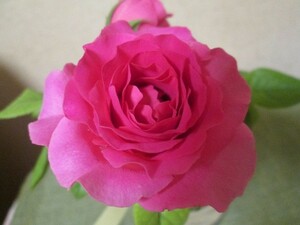 ★ＤＡローズ・ ケイト　波打つローズピンク華やかで花持ち◎(^^♪切花品種 