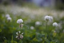 超希少 シネレンズ LOMO PO3-3M 50mm F2 (OKC1-50-1) M42マウント 単焦点 シネマレンズ スピードパンクロ Speed Panchro コピー_画像7