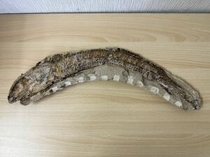 ゆ100☆ 化石　詳細不明　古代　魚？　置物　石　コレクション　約横最大52cm 