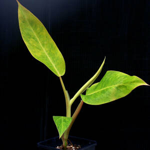 【温室整理SALE】フィロデンドロン・カルキンズゴールド Philodendron 'Calkins gold' ∂∂∂