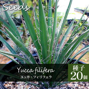 2131 Yucca filifera/種子20個 ユッカ・フィリフェラ/属中最大種