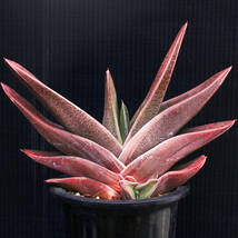 ガステリア・ハイブリッド⑫ Gasteria hybrid. ∂∂∂_画像2