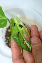 11/18落札　出品番号3番　マドカズラ　モンステラ アダンソニー 斑入り　Monstera adansonii variegated、_画像3