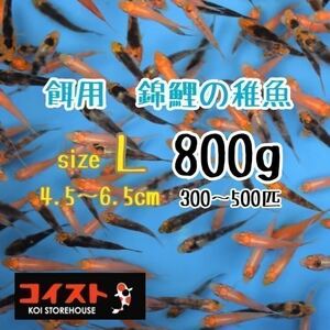 錦鯉稚魚　サイズL　800g　餌用　約4.5～6.5㎝（300～500匹）プラス50ｇ　選別漏れ （釣り餌　熱帯魚　古代魚）