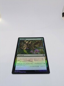 MTG　【JP】【Foil】《自然の要求/Nature's Claim》[IMA] 緑C