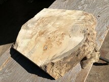 【EA425R】ポプラ 393×～570×53㎜ 瘤 瘤杢 一枚板 材料 天然木 無垢材 木材 希少材 乾燥材 銘木 木工 レジン用 DIY《銘木登屋》_画像4