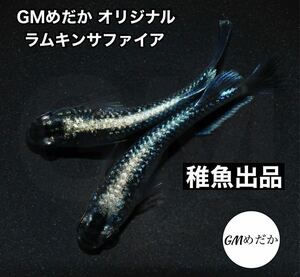 【GMめだか】初出品 オリジナル品種 ラムキンサファイア 稚魚5匹　※ 令和黒ラメ幹之サファイア系 × イカ墨（エメキン×ブラックダイヤ）