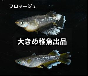 【GMめだか】フロマージュ 大きめ 稚魚 5匹 ※ あんしん保証 1ペア＋♀1匹 15万円 極上個体 メダカ 