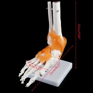 cjx106★足首靭帯骨模型　解剖学的に教育 