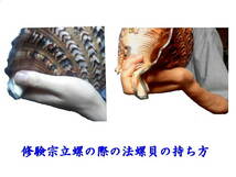 法螺貝/ほら貝/ホラ貝[音に影響を与えない袋４０～４５ｃｍ用サイズは、歌口は含まない未加工法螺貝の寸法のことを意味します。_画像5