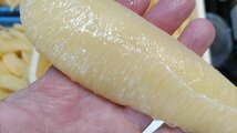 [海の棚 即決品]立派北海道産 塩数の子 500g サイズ3特大トレー入り_画像6