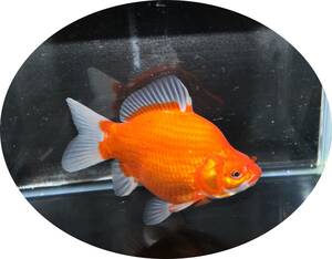 【ＫＨＦ】 金魚 玉サバ 当歳魚 約１５Ｃｍ（青木養鯉場産）K23B