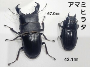 アマミヒラタクワガタペア【WF1 】管理K3-3