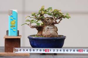 送料無料　極太　ミニ盆栽　斑入りケヤキ　樹高１０センチ