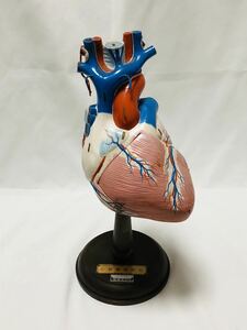 坂本モデル 人体模型 心臓解剖模型 レトロ 希少