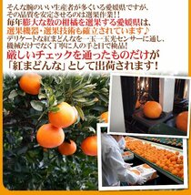 （予約）限定1箱！愛媛産【紅まどんな】8～10玉前後 1.5kg 化粧箱！！！！_画像5