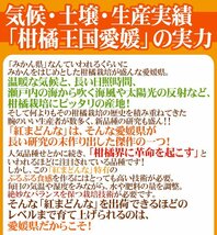 （予約）限定1箱！愛媛産【紅まどんな】8～10玉前後 1.5kg 化粧箱！！！！_画像4