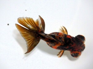 赤黒キャリコ蝶尾(浜松 二橋養魚場産)。23。214オス 8cm