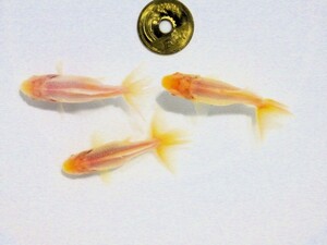 アルビノキャリコ三尾和金選抜セット(浜松 二橋養魚場産5.5ｃｍ 3匹)：23＊06