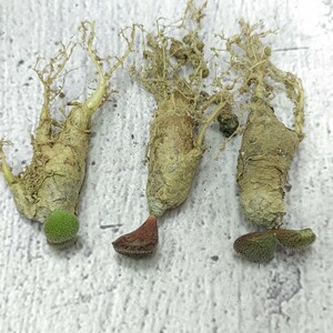 747 珍奇植物 Tylecodon nolteeiの近似種 チレコドン ノルティ 3株 同梱