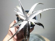 Dyckia Arizona F3 'Extremely White' ディッキア 多肉植物_画像1