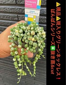 ★★早い者勝ち★★斑入り グリーンネックレス！！　　ぱんぱんシリーズ！ 多肉植物