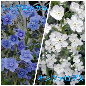 シノグロッサム&オンファロデス　白と青　小花がかわいい　★同梱不可　花の種　種子　ホワイト　ブルー　セット　青い花　白い花