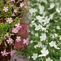 オンファロデス リニフォリア 種子 15粒　花の種　同梱可能　白花　かすみ草似　白い花　ナチュラルガーデン　カワイイ小花_画像6