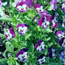 ビオラの種　15粒　紫白　絞り柄　花の種　種子　春秋播き　同梱可能　パープル　ホワイト　冬に強い　冬越し_画像2