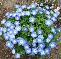 ネモフィラの種　種子　10粒　秋蒔き　花の種　同梱可能　青い花　ブルーガーデン　青花　蒼い　ナチュラルガーデン_画像2
