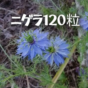 ニゲラの種　120粒種子　青のみ　秋蒔き　花の種　同梱可能　青い花　青花　ブルーガーデン ブルーの花　クロタネソウ　ナチュラル大量