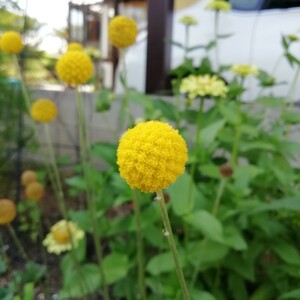 クラスペディア ゴールドスティック　種子10粒宿根草　丸いポンポン　黄色のお花　花の種　ドライフラワー　ゴルフビューティー ピンポン玉