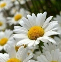 フランス菊の種　種子　30粒　花の種　同梱可能　オックスアイデイジー 多年草　秋春蒔き　白と黄色のお花　切り花　オックスアイデージー_画像3