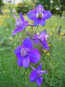 ラークスパー紫 10粒　千鳥草　同梱可能　花の種　種子　春夏蒔き　パープル