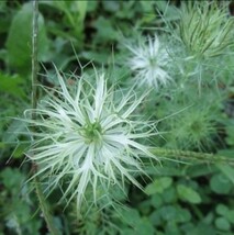 ニゲラグリーンマジック 15粒　同梱可能　ドライフラワー 珍しい花の種　種子　クロタネソウ　緑のお花 ナチュラルガーデン　小宇宙コスモ_画像4