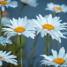 フランス菊の種　種子　30粒　花の種　同梱可能　オックスアイデイジー 多年草　秋春蒔き　白と黄色のお花　切り花　オックスアイデージー_画像1