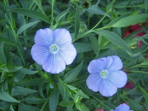 リナムブルードレス　10粒　一年草　秋播き　育てやすい　同梱可能　購入種子　花の種　青い花　ブルーガーデン　蒼い　冬に強い