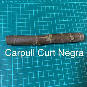 Carpull Curt Negra穂木　イチジク穂木　いちじく穂木