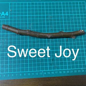 Sweet Joy穂木　イチジク穂木 いちじく穂木 