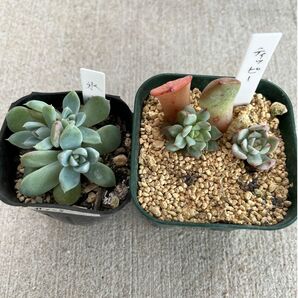 1セット限定！多肉植物ミニ苗まとめ売り 寄せ植え セット売り