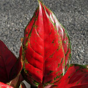 100円～● アグラオネマ ● レッドバレンタイン ● Aglaonema red valentine ● 4号 ● 観葉植物 ● インテリアプランツ ●