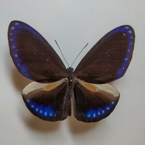 外国産蝶標本　フィリピンレイテ島産マダラです。