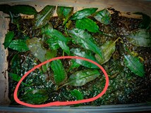 Cryptocoryne sp. Lingga black kn便_画像1