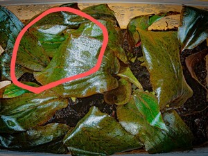 Cryptocoryne sp. レッドライン ナカモト便