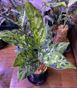 【AZ便】ダメージ有 Aglaonema pictumマルチカラー白玉 D.F.S from Sumatera Barat【AZ0912-1】アグラオネマ（用土、鉢、管理タグ付）